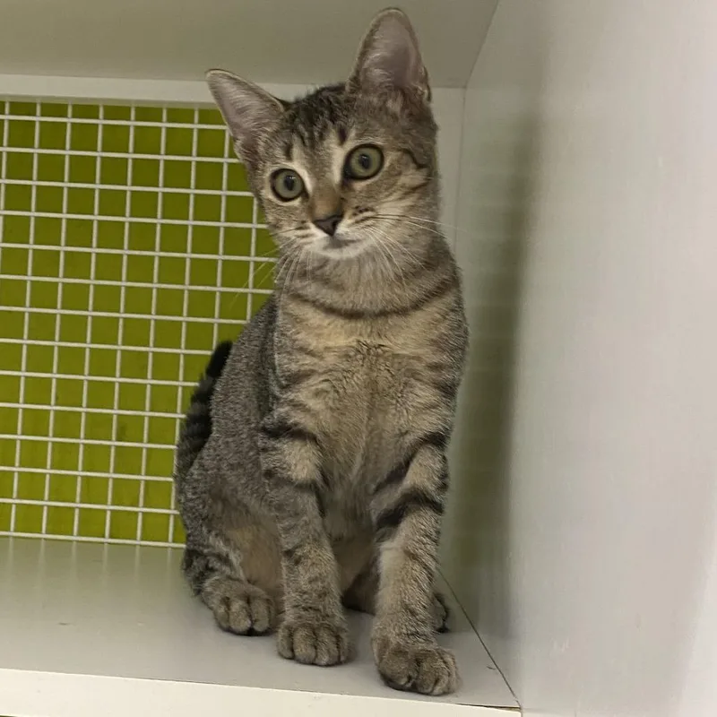 A baby small-sized male Gray / Blue / Silver Domestic Short Hair cat named Finch for adoption in Tallahassee, FL