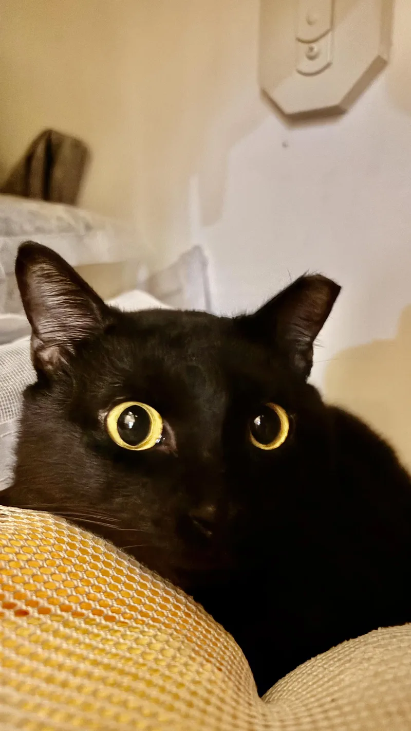 An adult medium-sized male Black Domestic Short Hair cat named Tom for adoption in Houston, TX