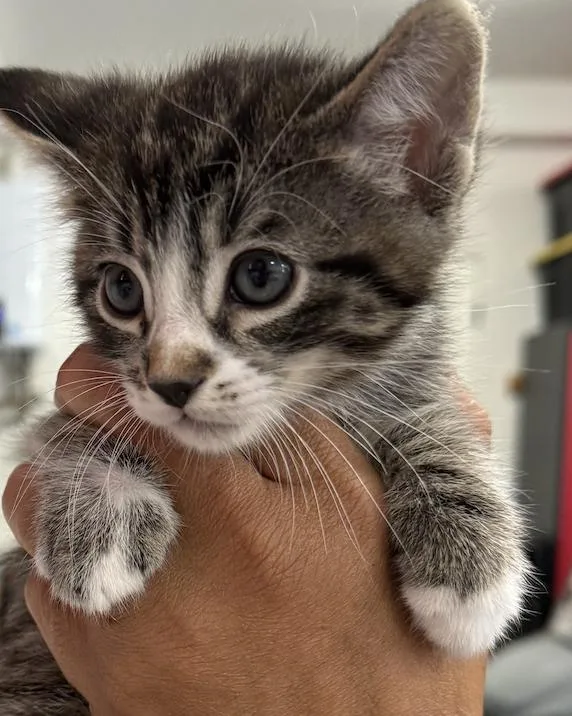 A baby small-sized male Domestic Short Hair cat named Chonks for adoption in Long Beach, CA