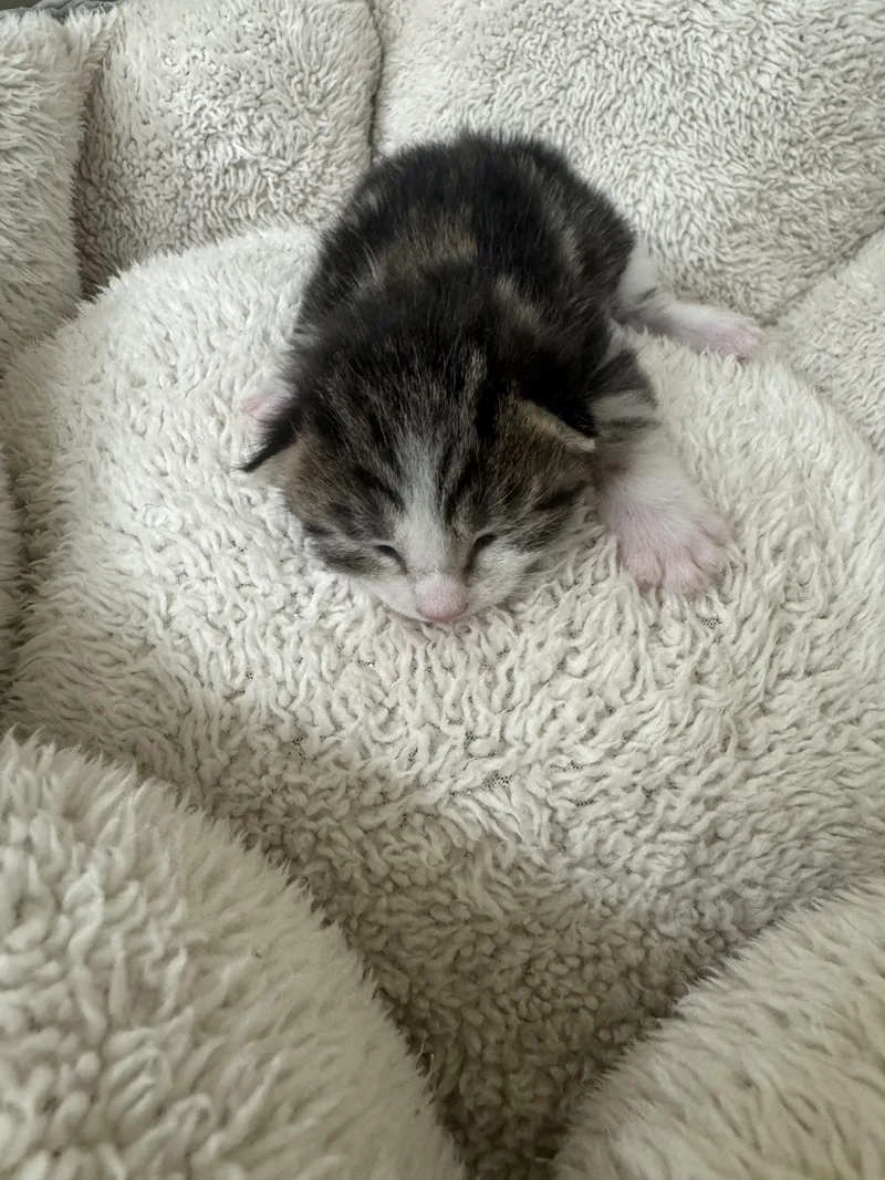 Chonks thumbnail 2