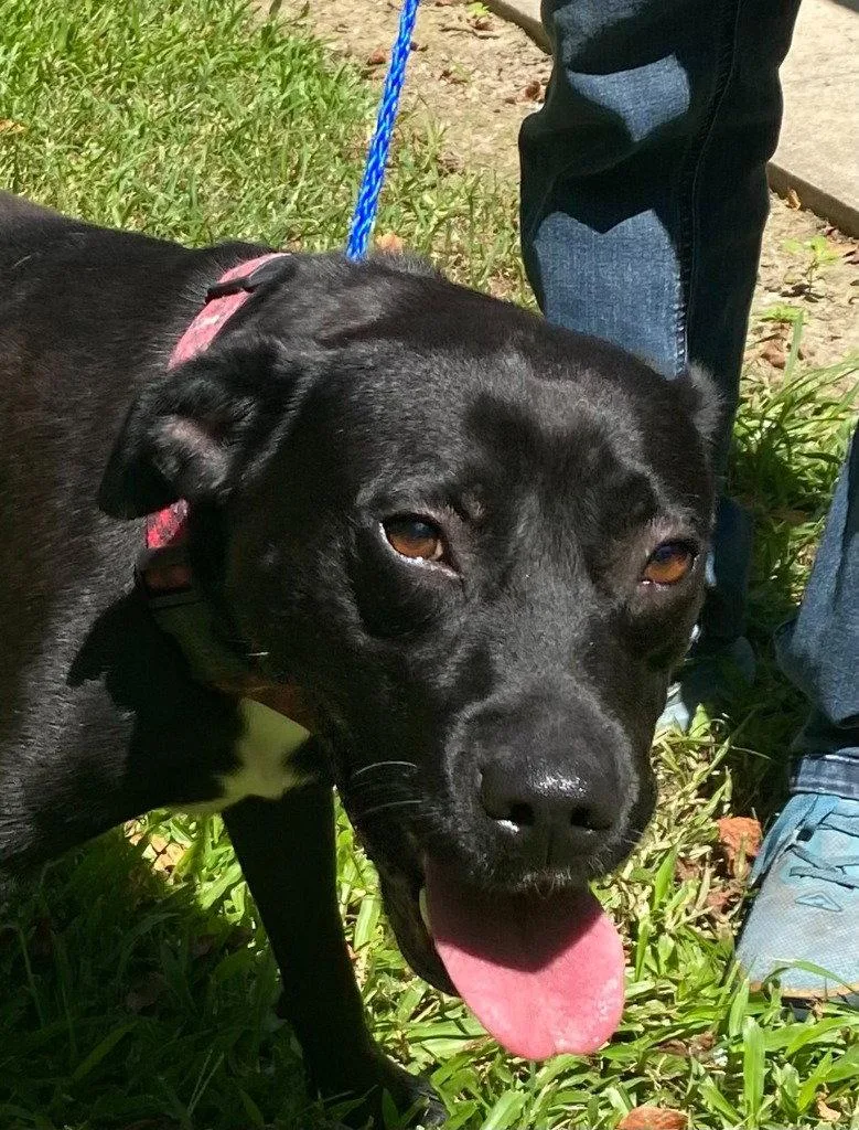 An adult medium-sized female Labrador Retriever dog named Miriam for adoption in Bloomfield, CT