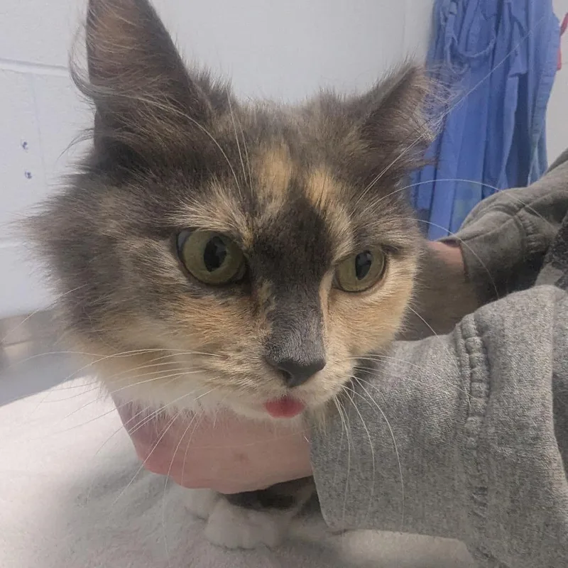 Cleo thumbnail 2