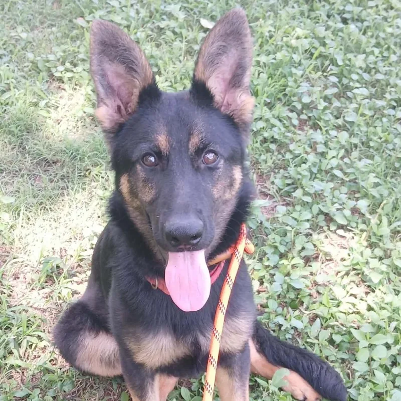 A baby medium-sized female Black German Shepherd Dog dog named Freya for adoption in Wadena, MN