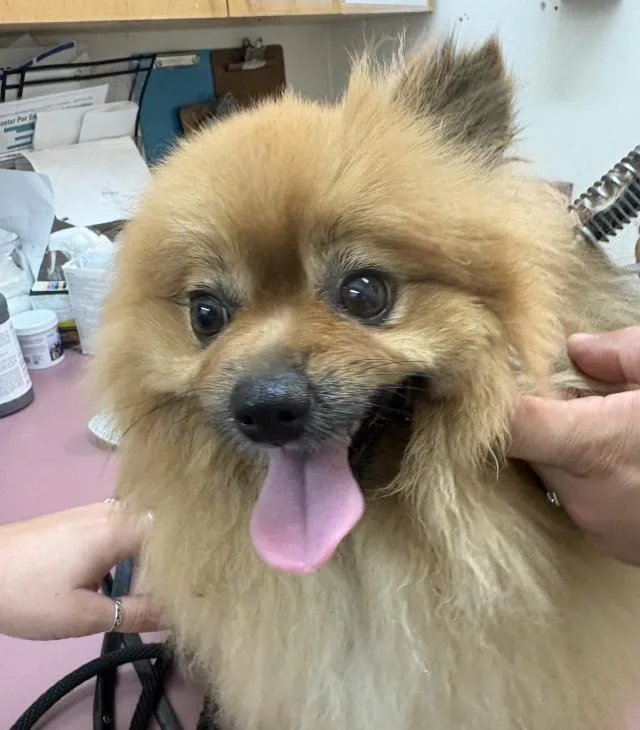 An adult small-sized female Pomeranian dog named Maggie for adoption in Santa Barbara, CA