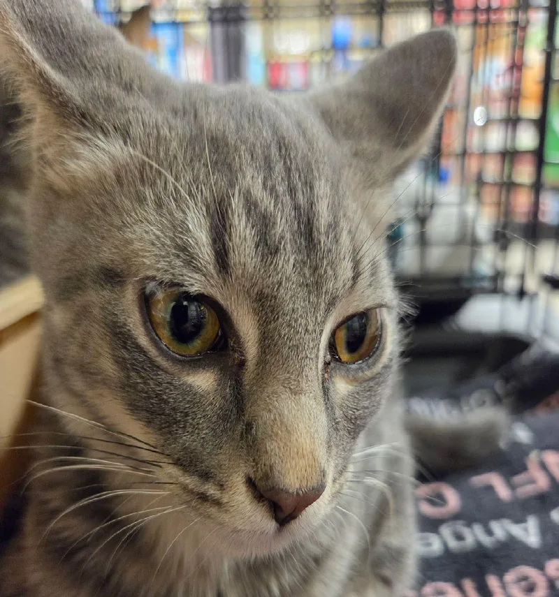 A young medium-sized male Tabby cat named Merlin for adoption in Henderson, NV