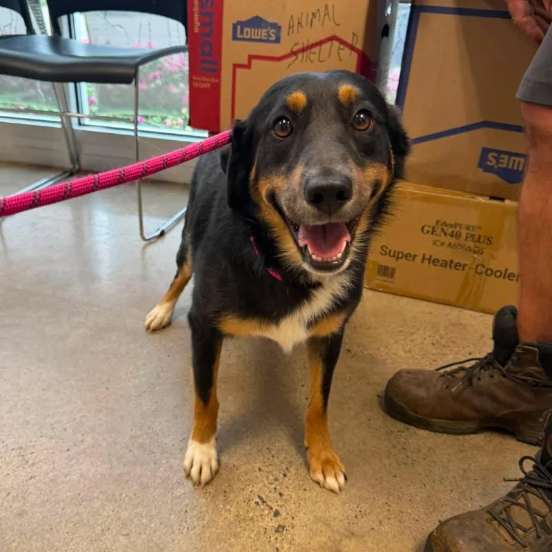 Taco