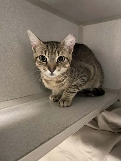 A young small-sized male Domestic Short Hair cat named Pop for adoption in Quakertown, PA