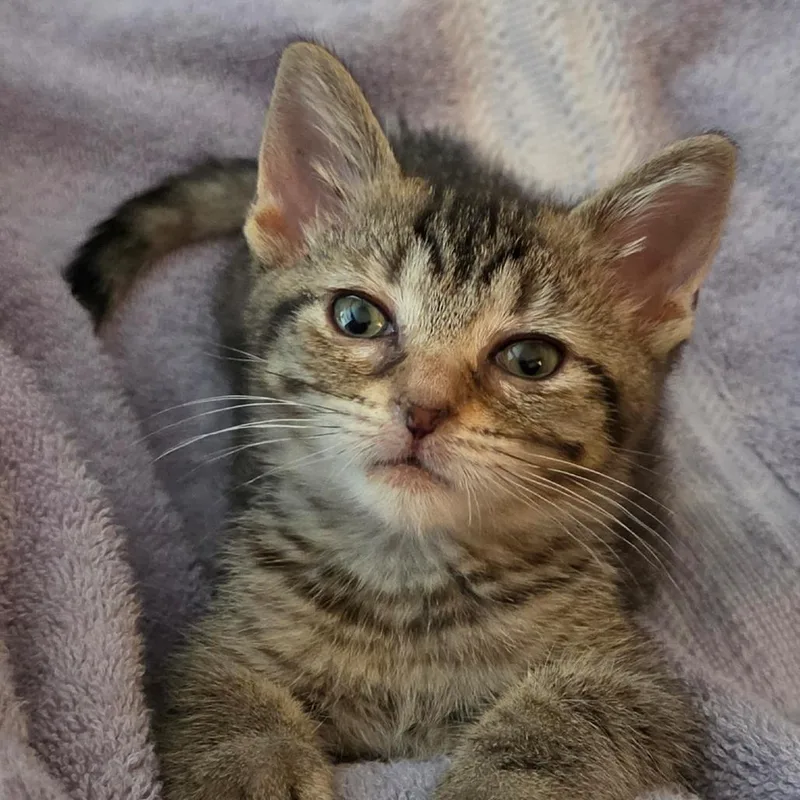 A baby small-sized female Brown / Chocolate Domestic Short Hair cat named Juneberry for adoption in South Elgin, IL