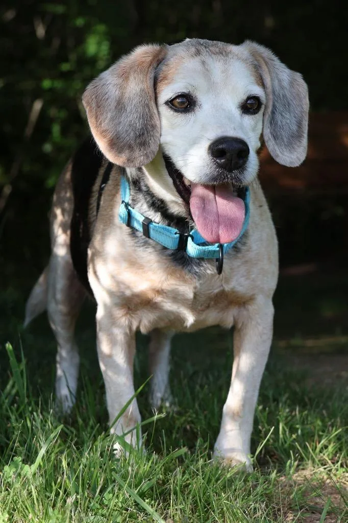 A senior medium-sized male Mixed Breed dog named Bert for adoption in Columbia, TN
