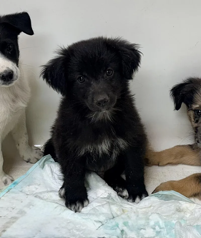 A baby medium-sized male Australian Cattle Dog / Blue Heeler dog named Nugget for adoption in Chicago, IL