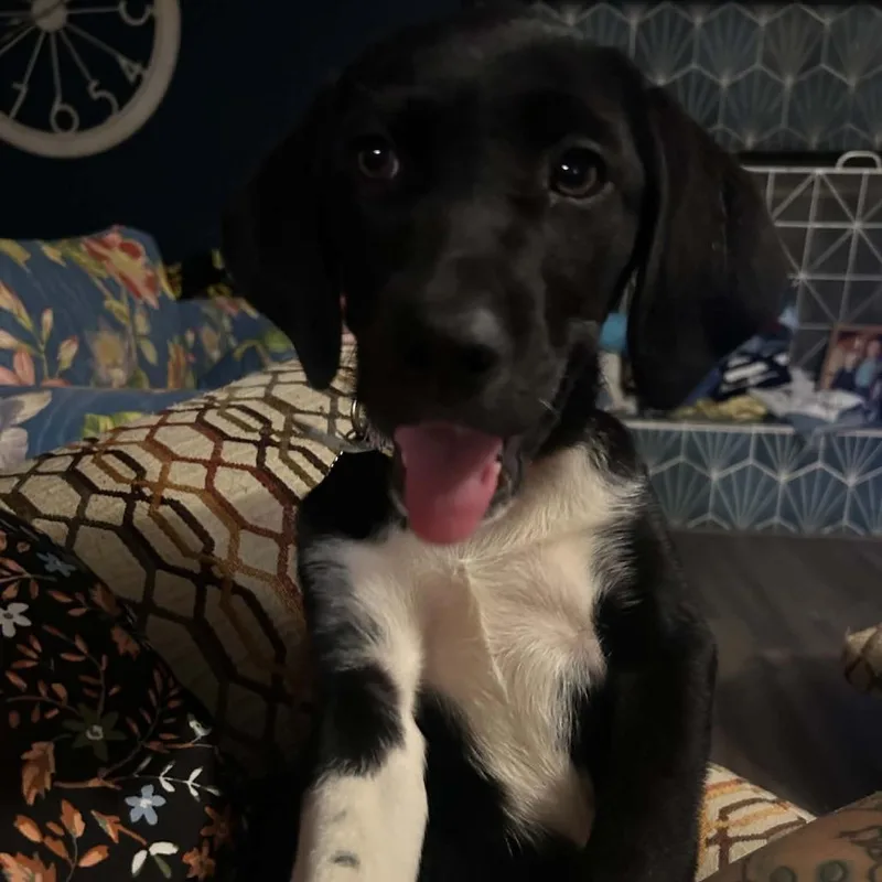 A baby medium-sized female Black Labrador Retriever dog named Salem for adoption in Overland Park, KS