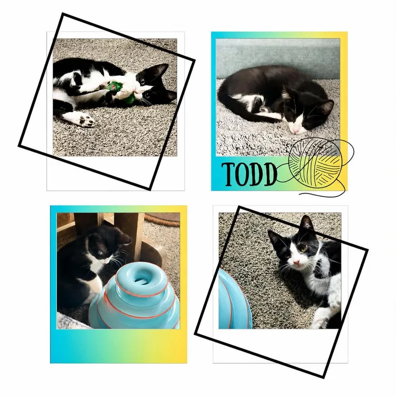 A baby medium-sized male Black & White / Tuxedo Domestic Short Hair cat named Todd for adoption in Battle Creek, MI