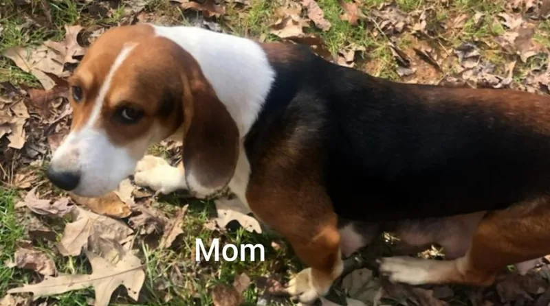 A young medium-sized female White / Cream Basset Hound dog named Brandy for adoption in Douglasville, GA