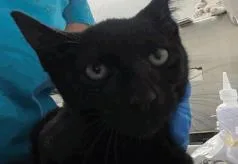 A baby small-sized female Domestic Short Hair cat named Mary for adoption in Largo, FL