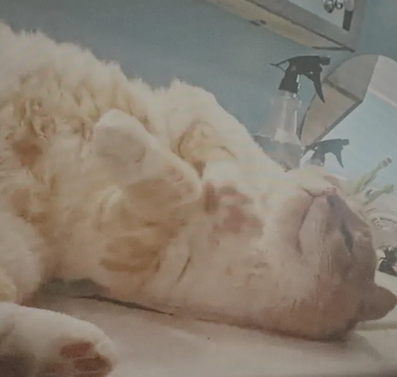 Reginald thumbnail 3