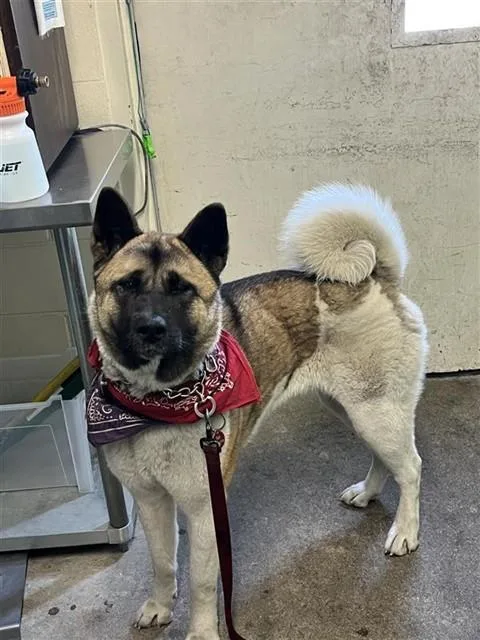 A young large-sized female Akita dog named Luna for adoption in Sacramento, CA