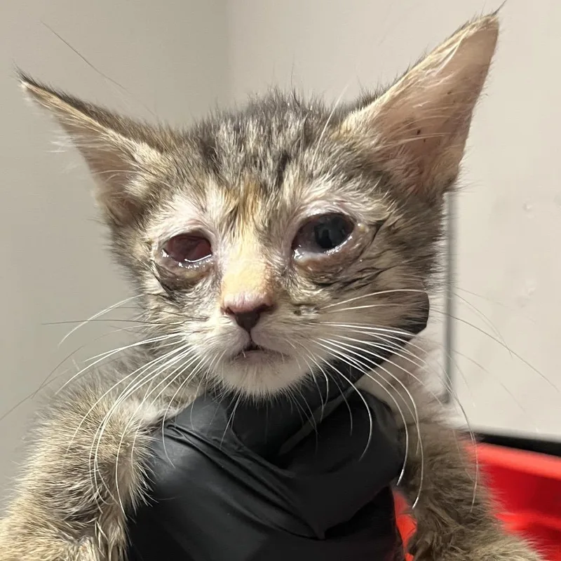 A baby small-sized female Black Domestic Short Hair cat named Monica for adoption in Yuma, AZ