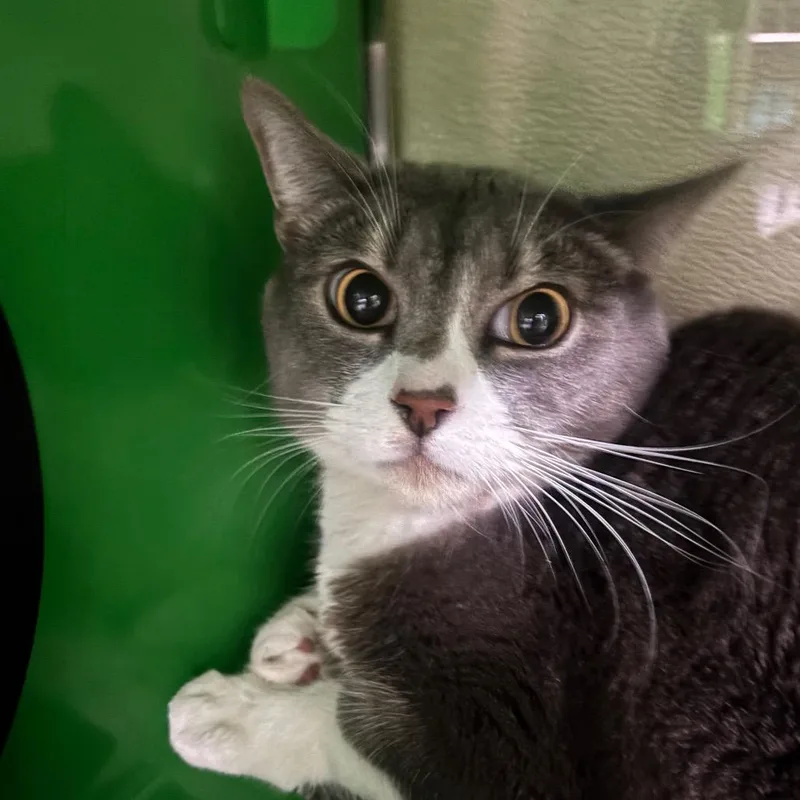 An adult large-sized male Gray / Blue / Silver Domestic Short Hair cat named Charlie for adoption in Point Richmond, CA