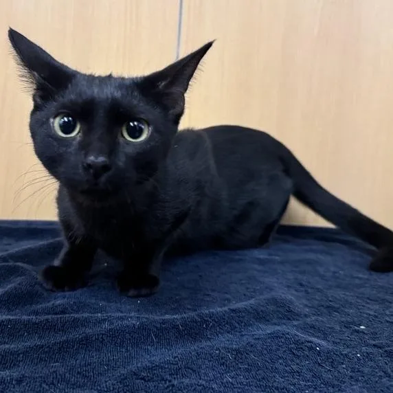 An adult medium-sized female Black Domestic Short Hair cat named Noire for adoption in Saint Louis, MO