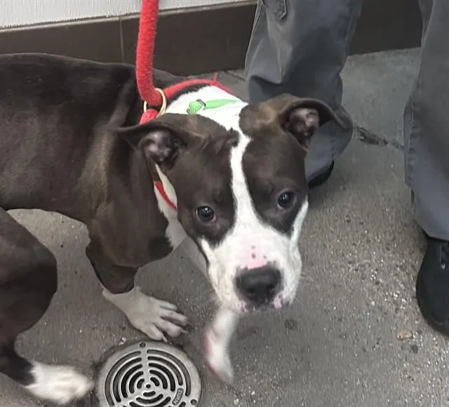 A young large-sized female Pit Bull Terrier dog named Gracie for adoption in Tucson, AZ