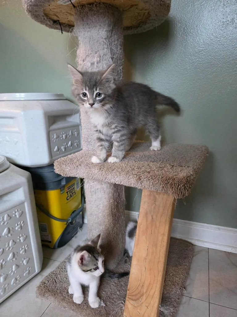 A baby medium-sized female Domestic Short Hair cat named Princess Fluffington for adoption in Cloquet, MN