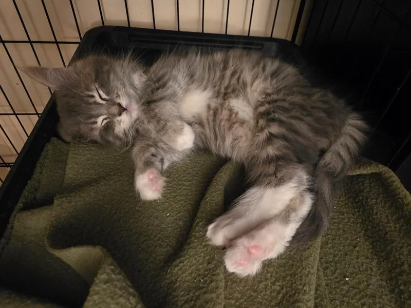 Princess Fluffington thumbnail 2
