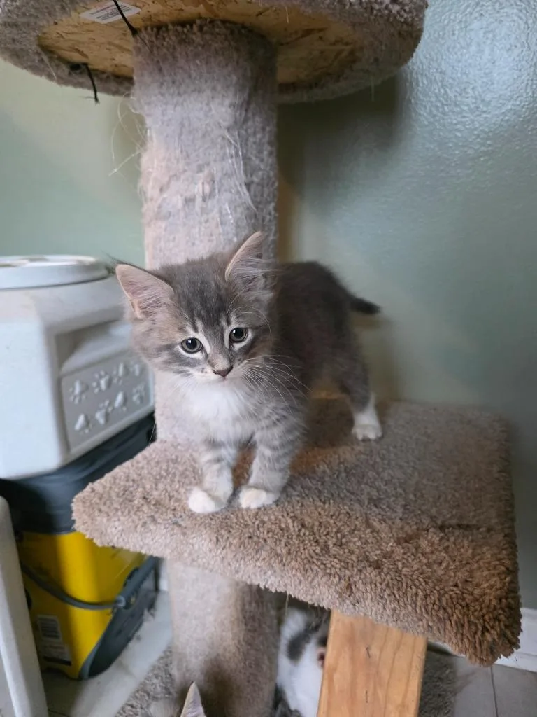 Princess Fluffington thumbnail 4