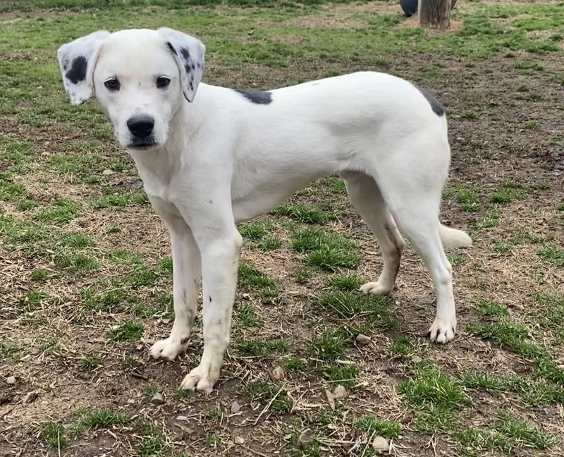A young medium-sized male Labrador Retriever dog named Thawayn for adoption in Little Rock, AR