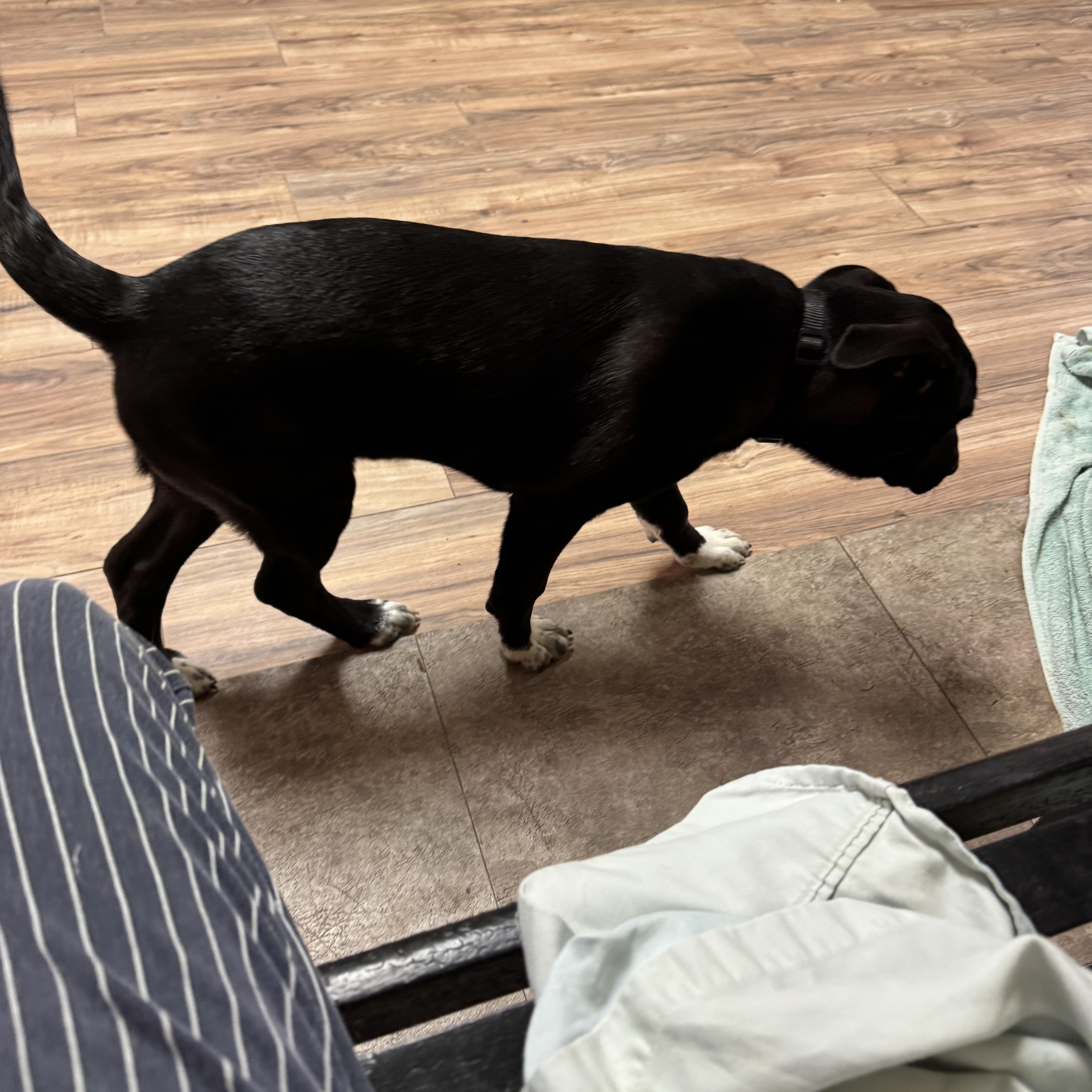 Oreo Cookie thumbnail 2