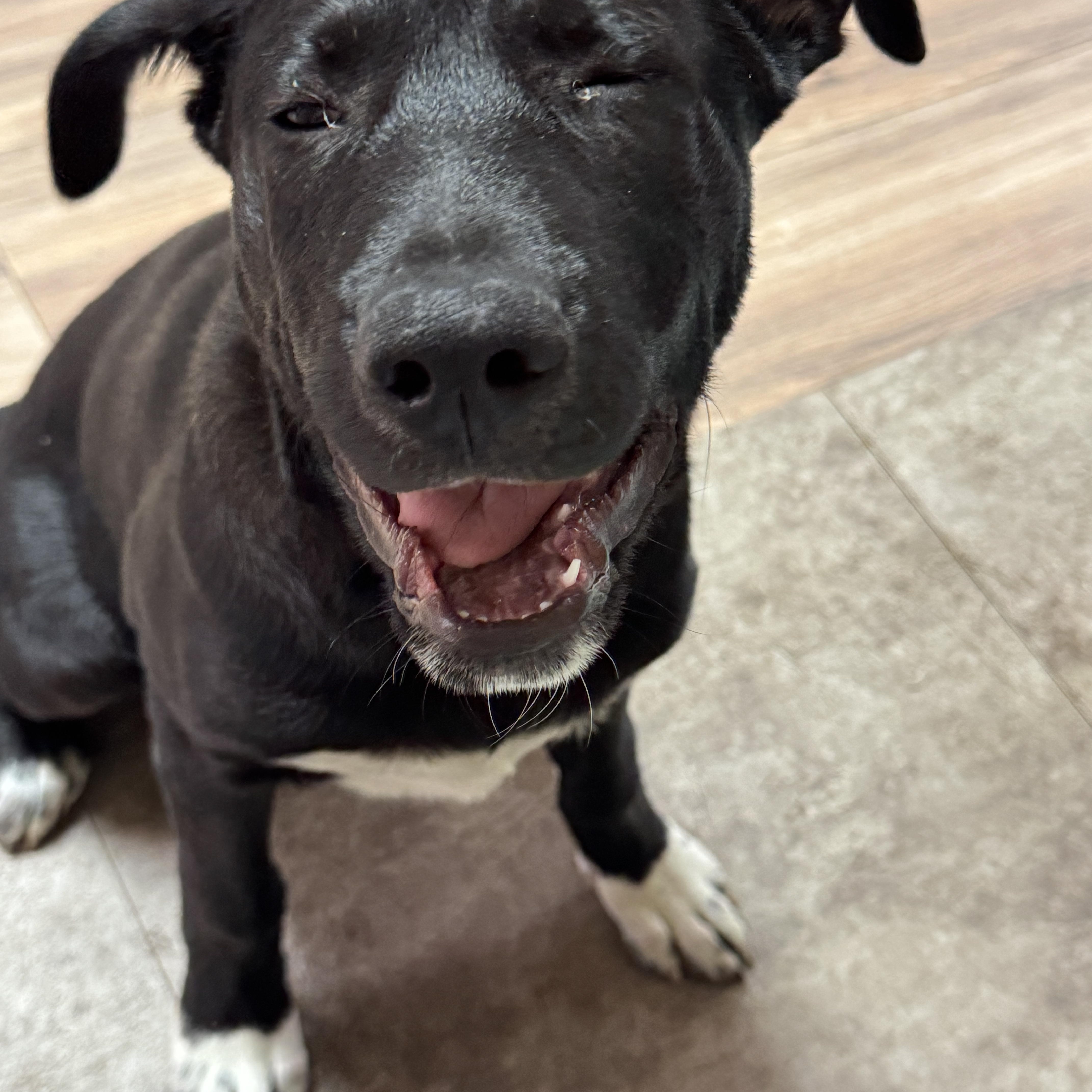 Oreo Cookie thumbnail 3