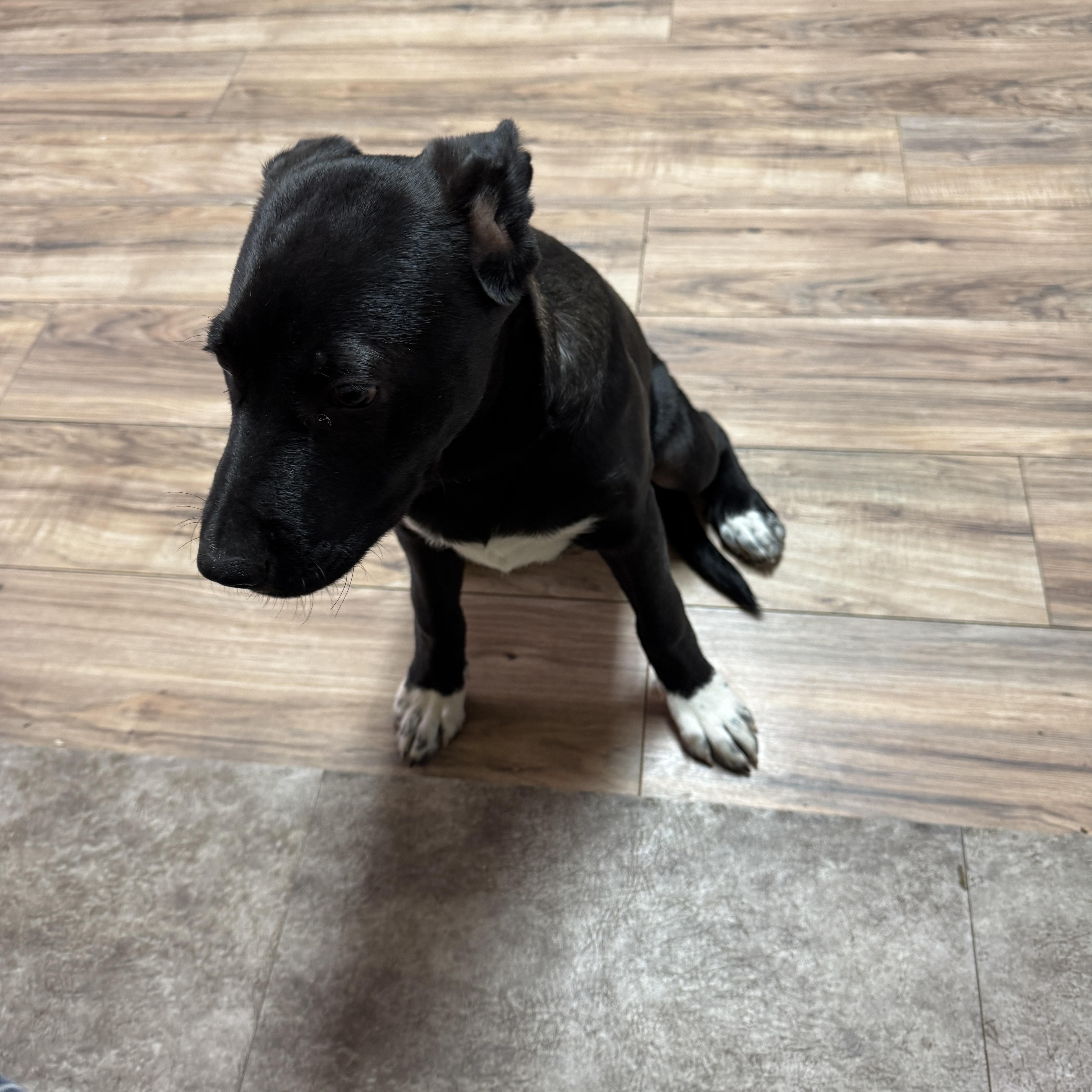 Oreo Cookie thumbnail 4