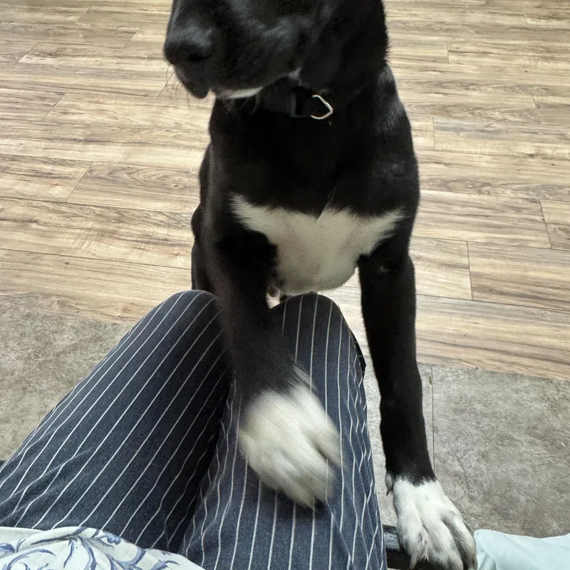 Oreo Cookie thumbnail 5