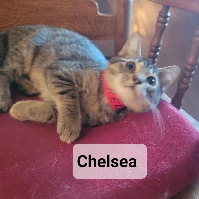 Chelsea