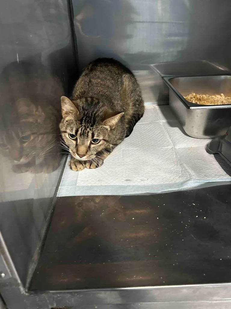 An adult small-sized male American Shorthair cat named Tiger for adoption in Glen Rose, TX