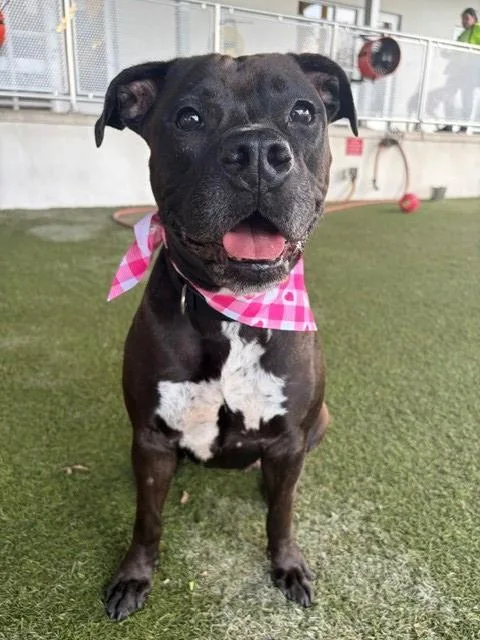 An adult large-sized female Terrier dog named Bonnie for adoption in Miami, FL