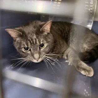 An adult medium-sized male Tabby (Gray / Blue / Silver) Domestic Short Hair cat named Hermes for adoption in Athens, GA