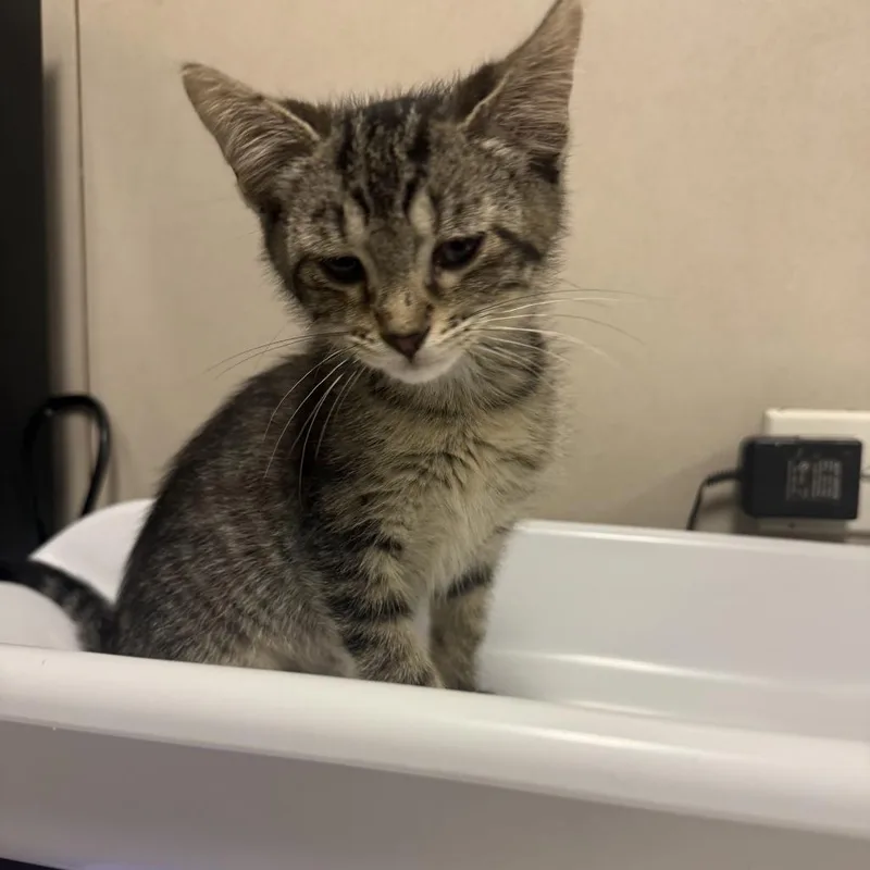 A baby small-sized male Brown / Chocolate Domestic Short Hair cat named Sticky for adoption in Chicago, IL