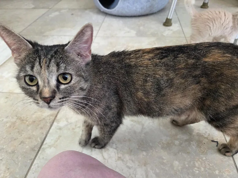 An adult medium-sized female Domestic Short Hair cat named Willow for adoption in Glendale, AZ