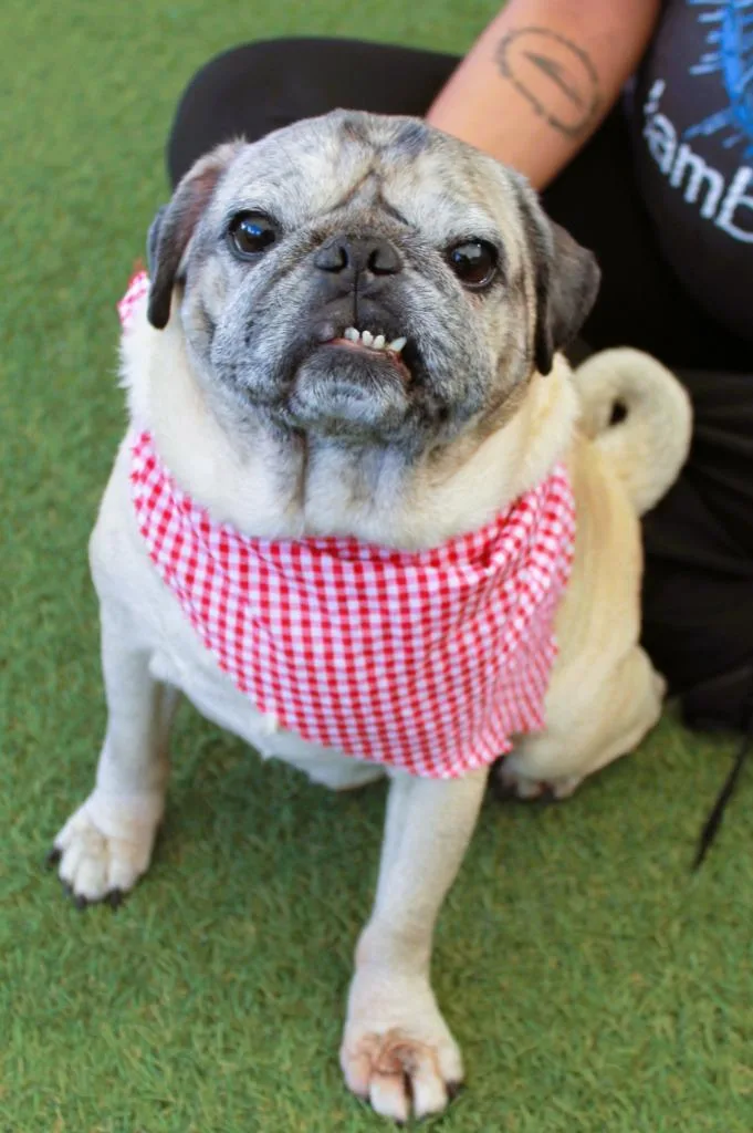 A senior small-sized male Pug dog named Jaxx bonded to Fiona for adoption in Gardena, CA