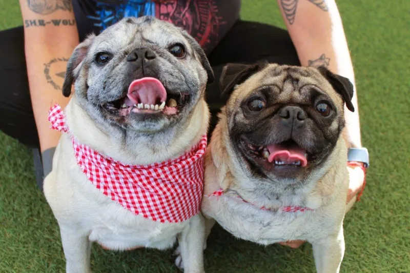 Jaxx bonded to Fiona thumbnail 3