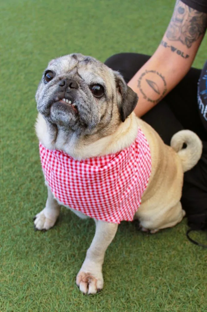 Jaxx bonded to Fiona thumbnail 4