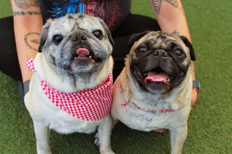 Jaxx bonded to Fiona thumbnail 5