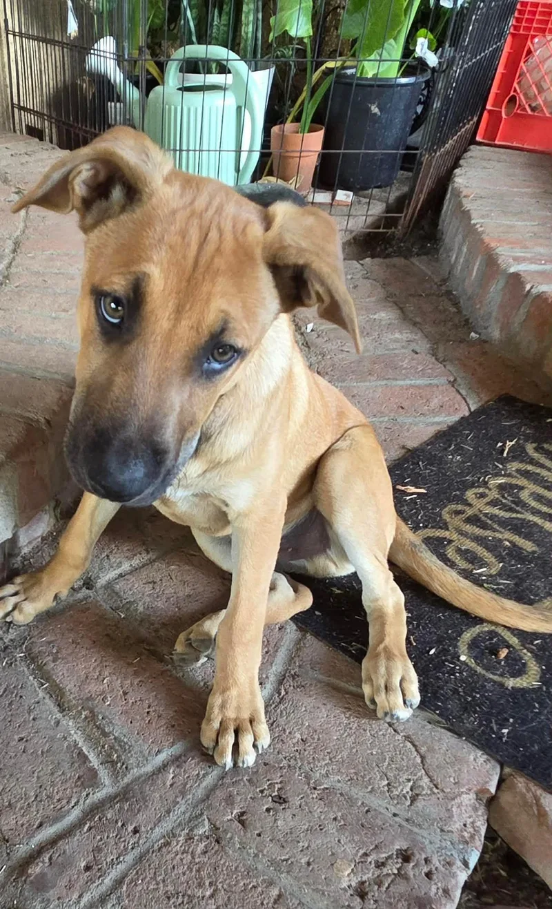 A young large-sized male Sable German Shepherd Dog dog named Champion for adoption in Coarsegold, CA