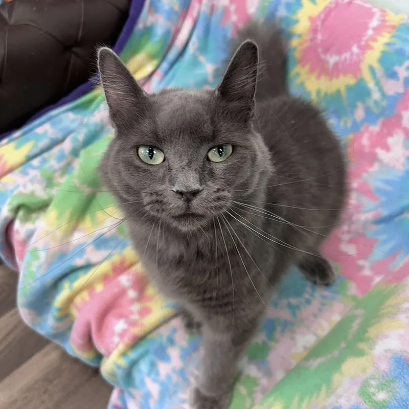 A young medium-sized female Gray / Blue / Silver Domestic Long Hair cat named Hazel for adoption in Grand Rapids, MI