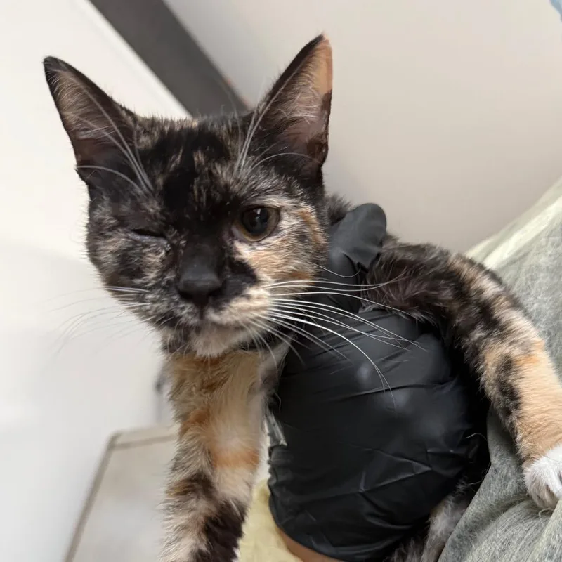 A young medium-sized female Black Domestic Short Hair cat named Cindy Lou for adoption in Lakeland, FL