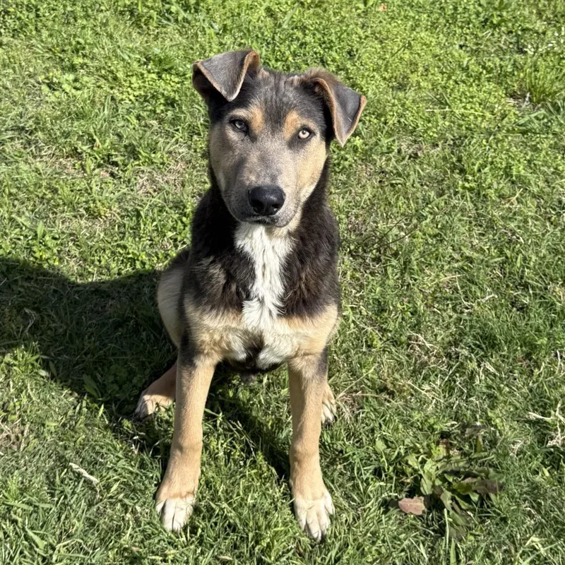 A baby medium-sized male Shepherd dog named Tonio for adoption in Brenham, TX