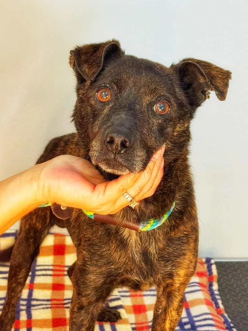 An adult small-sized male Brindle Terrier dog named Tigger for adoption in Meherrin, VA