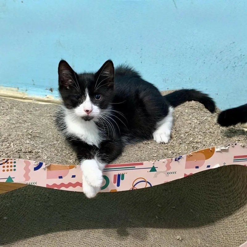 A baby small-sized male Black Domestic Short Hair cat named Boomer for adoption in Westhampton, NY
