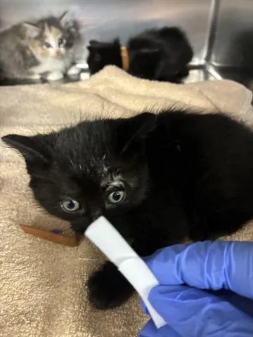 A baby small-sized female Domestic Medium Hair cat named Solar for adoption in San Martin, CA