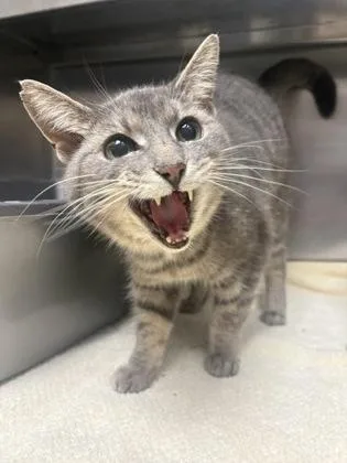 A senior medium-sized female Tabby (Gray / Blue / Silver) Domestic Short Hair cat named Layla for adoption in Charleston, SC